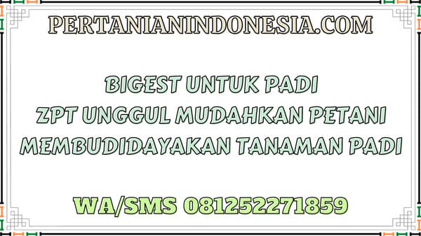 Bigest Untuk Padi ZPT Unggul Mudahkan Petani Membudidayakan Tanaman Padi